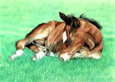 Mares and Foals, Equine Art - Sleepy Filly